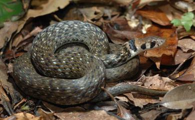 Rhabdophis swinhonis (Günther, 1868) 斯文豪氏頸槽蛇