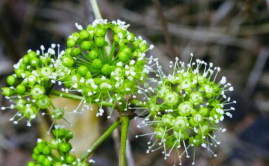 Eleutherococcus trifoliatus 三葉五加