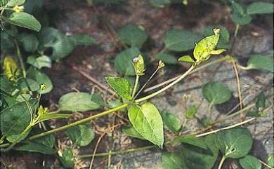 Boerhavia glabrata 光果黃細心