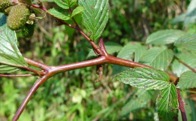 Rubus alnifoliolatus 榿葉懸鉤子