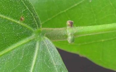 Erythrina variegata L. 刺桐