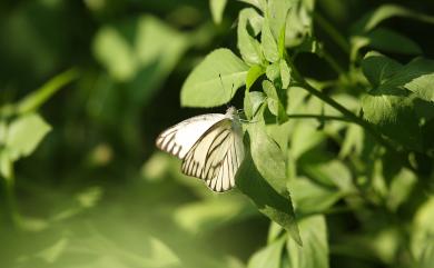 Appias olferna peducaea Fruhstorfer, 1910 鑲邊尖粉蝶