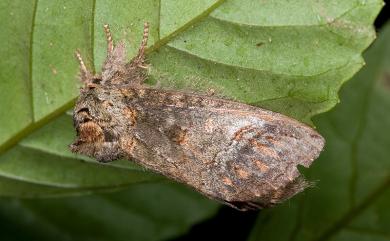 Methodioptera bruno (Schintlmeister, 1997) 褐綠間翅舟蛾