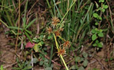 Cyperus compactus Retz. 密穗磚子苗