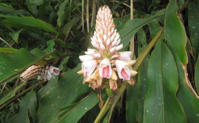 Alpinia pricei 普萊氏月桃