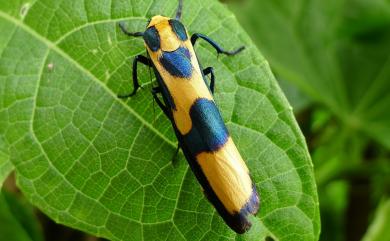 Chrysaeglia magnifica (Walker, 1862) 閃光苔蛾