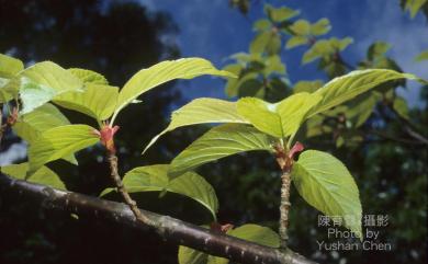 Prunus campanulata Maxim. 山櫻花