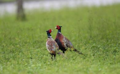 Phasianus colchicus formosanus Elliot, 1870 環頸雉(台灣特有亞種)