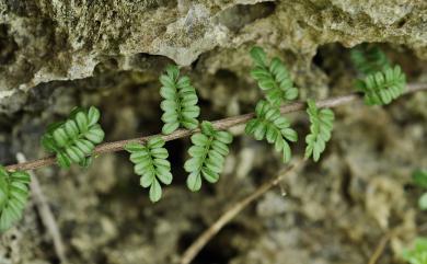 Osteomeles anthyllidifolia var. subrotunda 小石積