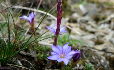 Gentiana arisanensis Hayata 阿里山龍膽