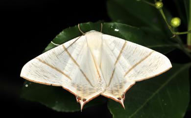 Ourapteryx yerburii virescens Matsumura, 1910