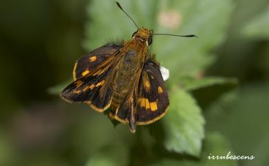 Potanthus diffusus Hsu, Tsukiyama & Chiba, 2005 蓬萊黃斑弄蝶