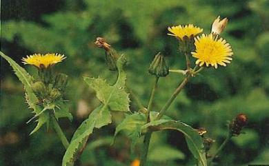 Sonchus oleraceus 苦滇菜