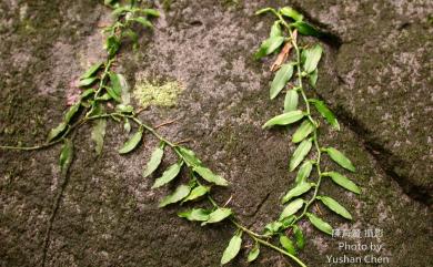 Pothos chinensis 柚葉藤