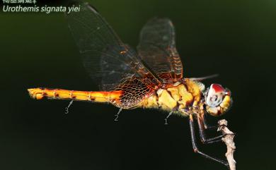 Urothemis signata yiei Asahina, 1972 褐基蜻蜓