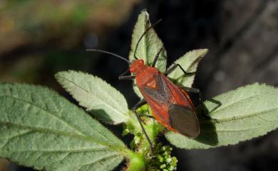 Leptocoris abdominalis abdominalis (Fabricius, 1803)