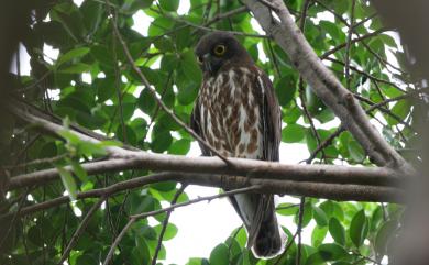 Ninox japonica japonica (Temminck & Schlegel, 1845) 褐鷹鴞(過境亞種)