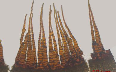 Dicranoloma cylindrothecium (Mit.) Sak., 1952 長蒴錦葉苔