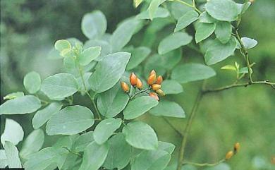 Berchemia formosana 臺灣黃鱔藤