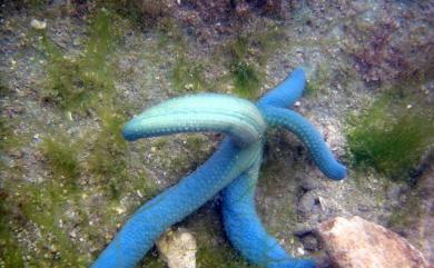 Linckia laevigata Linnaeus 藍指海星
