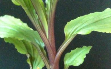 Crepidium bancanoides 裂唇軟葉蘭