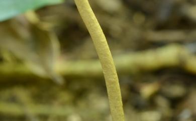 Xylaria nigripes (Klotzsch) Cooke 黑柄炭角菌