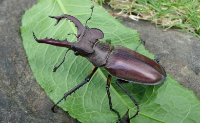 Lucanus maculifemoratus taiwanus Miwa, 1936 高砂深山鍬形蟲