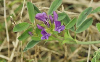 Medicago sativa 紫苜蓿