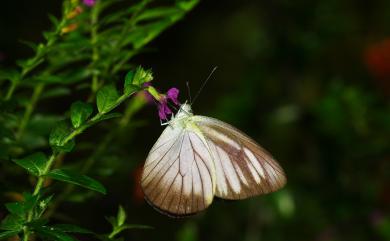 Appias lyncida eleonora 異色尖粉蝶