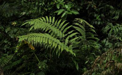 Pteridrys cnemidaria (Christ) C.Chr. & Ching 突齒蕨