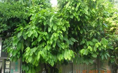 Theobroma cacao L. 可可樹