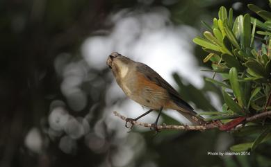 Tarsiger cyanurus cyanurus (Pallas, 1773) 藍尾鴝