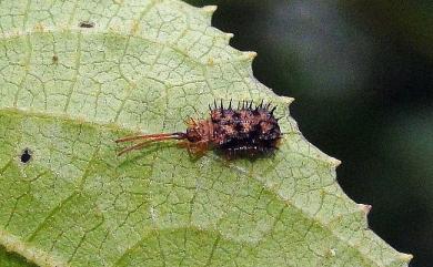 Dactylispa higoniae (Lewis, 1896) 褐斑鐵甲蟲