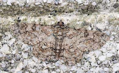 Cleora alienaria (Walker, 1860) 汙褐尖翅尺蛾