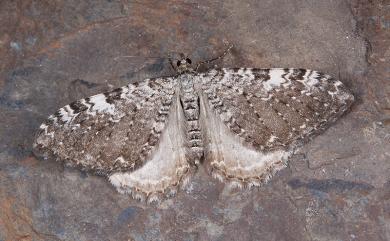 Rheumaptera albofasciata Inoue, 1986 斑緣汝尺蛾