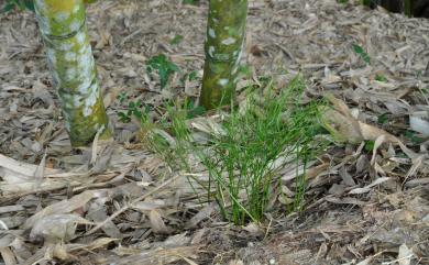 Psilotum nudum (L.) P.Beauv. 松葉蕨