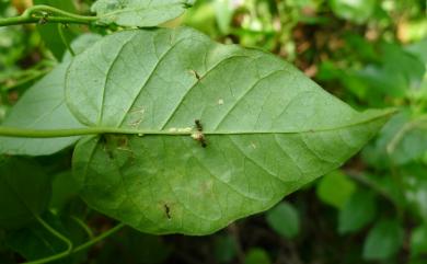 Jacquemontia paniculata (Burm. f.) Hallier f. 娥房藤