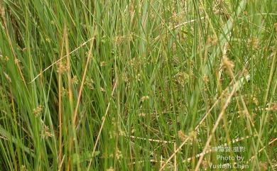 Juncus effusus var. decipiens Buchenau 燈心草