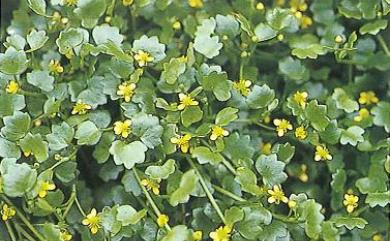Ranunculus cheirophyllus Hayata 掌葉毛莨