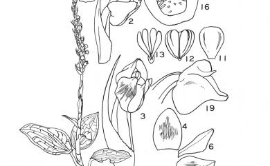 Goodyera matsumurana Schltr. 銀線蓮