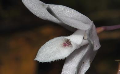 Dendrobium leptocladum Hayata 細莖石斛
