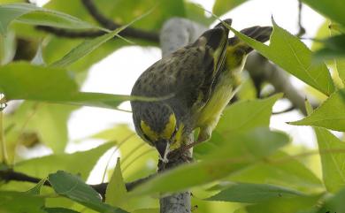 Serinus mozambicus (S. Muller, 1776) 黃額絲雀