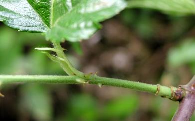 Rubus corchorifolius L.f. 變葉懸鉤子