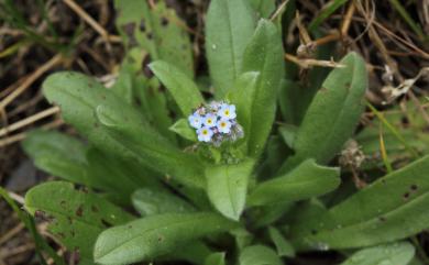 Myosotis arvensis 野勿忘草