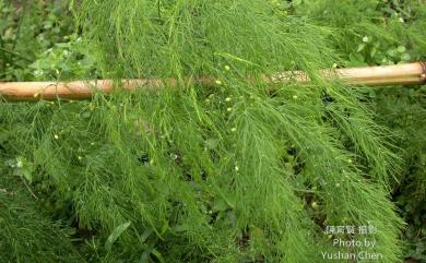 Asparagus officinalis L. 蘆筍