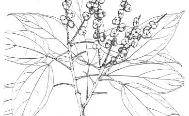 Mallotus philippensis 粗糠柴