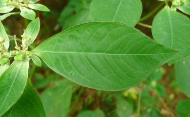 Euphorbia heterophylla 白苞猩猩草