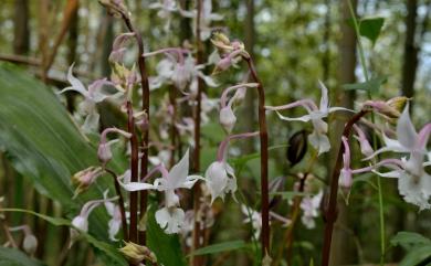 Calanthe arisanensis 阿里山根節蘭