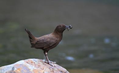 Cinclus pallasii pallasii Temminck, 1820 河烏