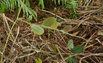 Smilax horridiramula 密刺菝葜